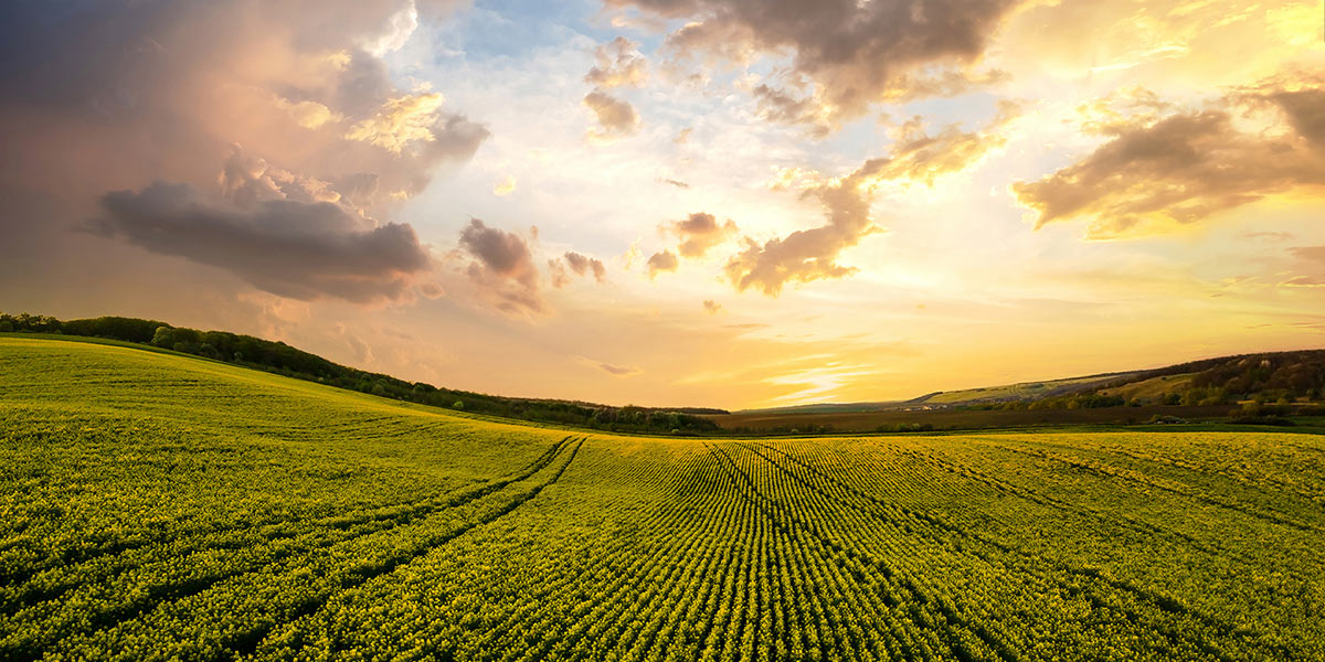 Cambiamenti climatici, il bio è più resistente